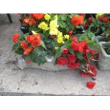 Concrete rectangular begoina planter