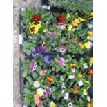 2 trays of winter flowering pansies