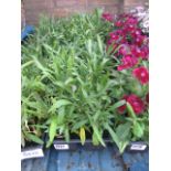 4 small trays of mixed wallflowers