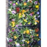 2 trays of winter flowering pansies