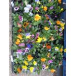 2 trays of winter flowering pansies