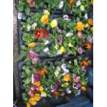 2 trays of winter flowering pansies