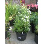 4 pots of crystal peak white obedient plant