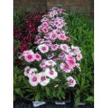 4 small trays of festival white flash dianthus