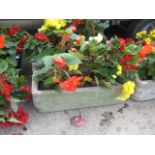 Concrete rectangular begoina planter