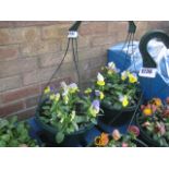 Pair of pansy hanging baskets