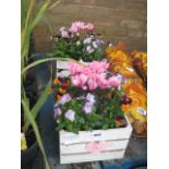 Two mixed flower square planters