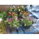 Pair of pansy hanging baskets