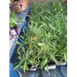 4 Small trays of mixed wallflowers