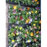 2 trays of winter flowering pansies