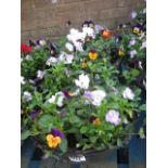 Two mixed flower hanging baskets