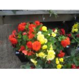 Rectangular plastic begonia planter