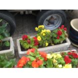 Concrete rectangular begoina planter