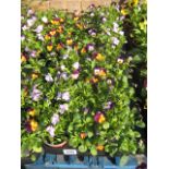 Two trays of 12 violas