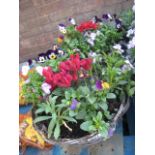 Two mixed flower hanging baskets