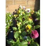 Tray containing 10 mixed pansies