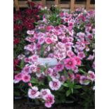 4 small trays of white flash dianthus