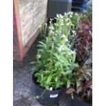 4 pots of crystal peak obedient plants