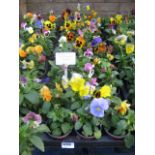 2 large trays of 18 winter flowering pansies