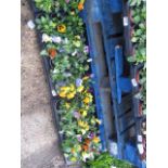 2 large trays of 18 winter flowering pansies