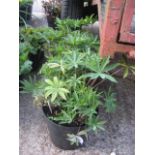 4 pots of lupin