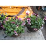 2 trailing pansy hanging baskets
