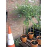 Large potted salix nishiki tree