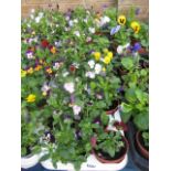 2 large trays of 12 violas