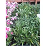 4 small trays of mixed wallflowers