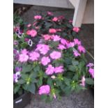 2 pink flowering tubs