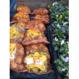 5 bags of daffodil bulbs