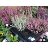 Tray of 4 calluna