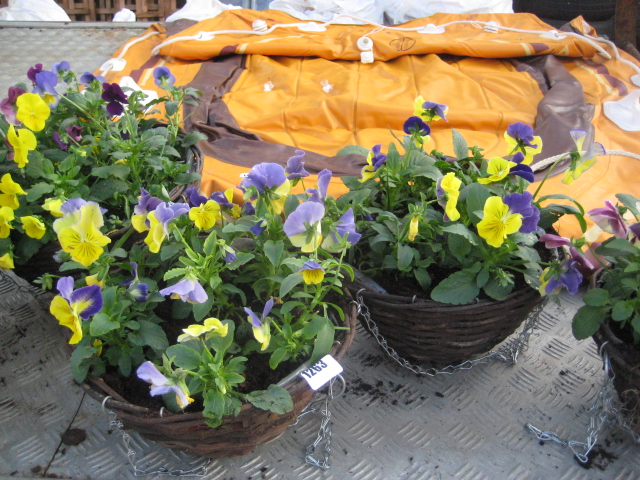 2 trailing pansy hanging baskets