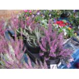 Tray of 3 calluna