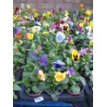 2 large trays of 18 winter flowering pansies