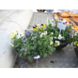 2 trailing pansy hanging baskets