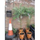 Large potted salix nishiki tree