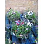 2 mixed plant hanging baskets
