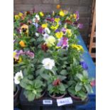 2 large trays of 18 winter flowering pansies