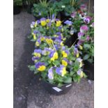 2 mixed flowering tubs