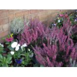 Tray of 4 calluna