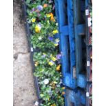 2 large trays of 18 winter flowering pansies