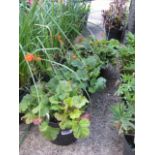 4 small pots of geum koi