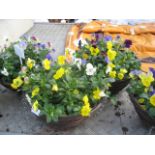 2 trailing pansy hanging baskets