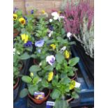 2 large trays of 8 pansies