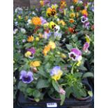 2 large trays of 18 winter flowering pansies