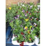 2 large trays of 12 violas