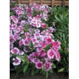 4 small trays of white flash dianthus