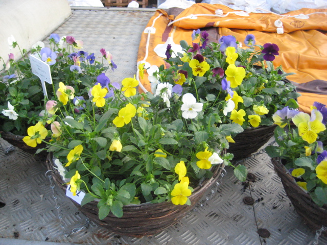 2 trailing pansy hanging baskets - Image 2 of 2