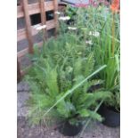 4 pots of summer berries mix yarrow